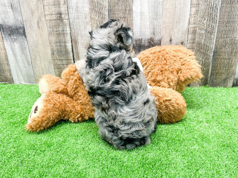 Petite Mini Aussiedoodle Poodle Mix Pup