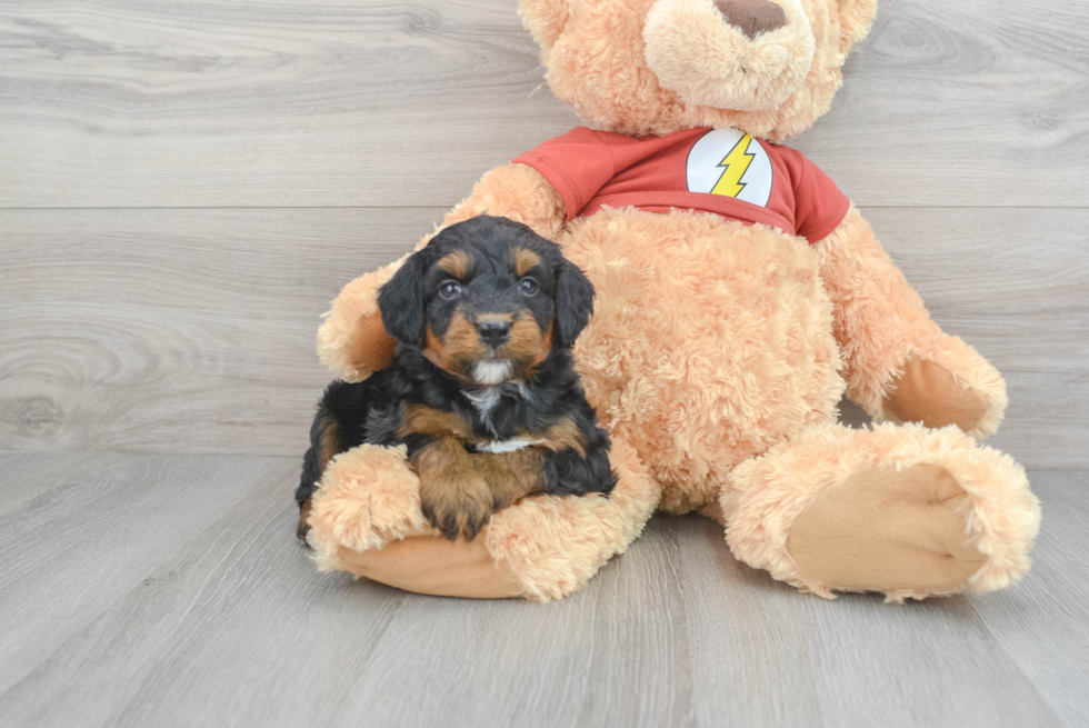 Mini Aussiedoodle Puppy for Adoption