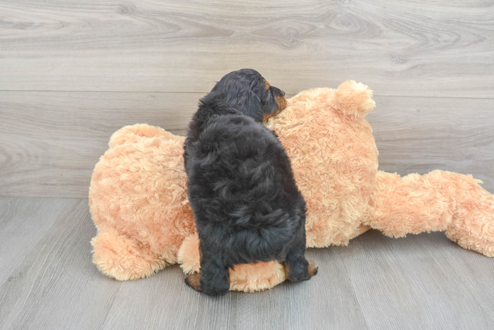 Little Aussiepoo Poodle Mix Puppy