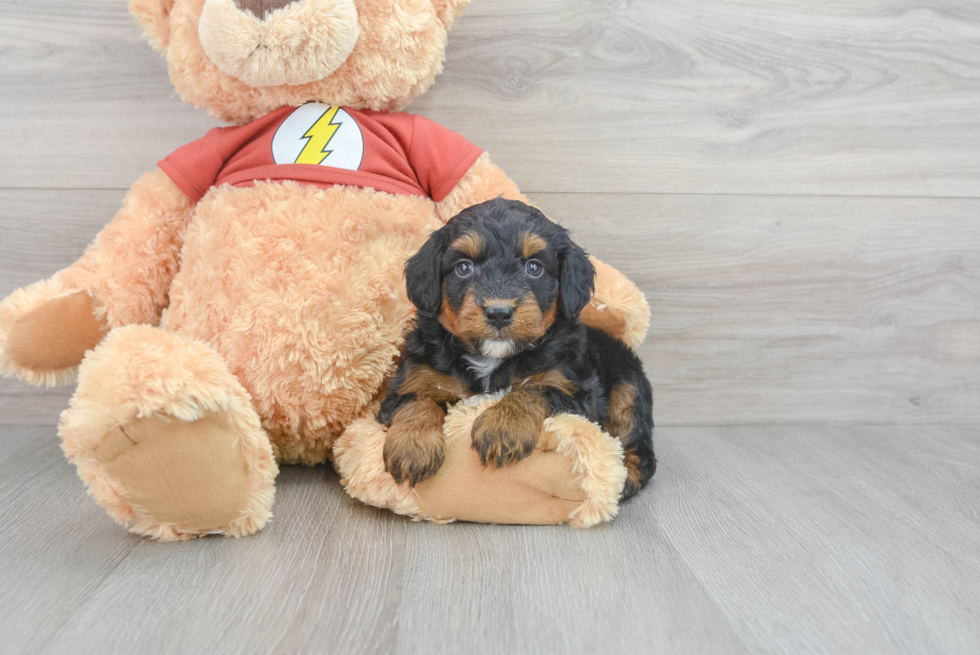 Funny Mini Aussiedoodle Poodle Mix Pup