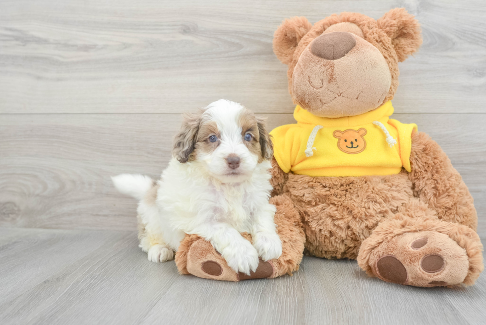 Petite Mini Aussiedoodle Poodle Mix Pup