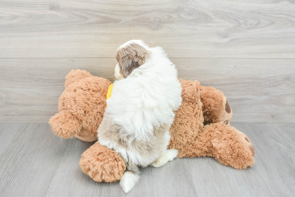 Best Mini Aussiedoodle Baby