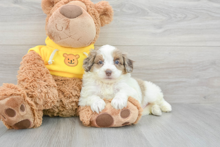 Energetic Aussiepoo Poodle Mix Puppy