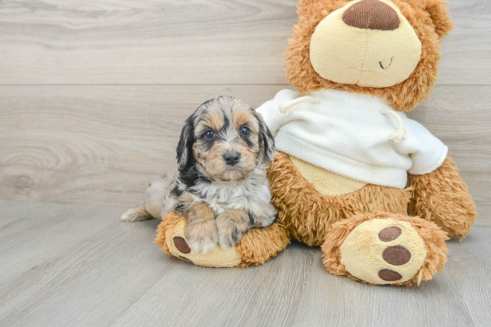 Mini Aussiedoodle Pup Being Cute