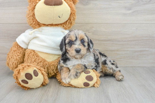 Small Mini Aussiedoodle Baby