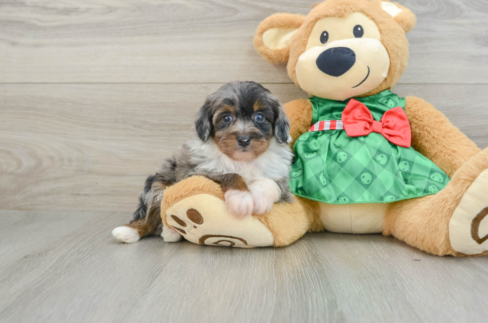 5 week old Mini Aussiedoodle Puppy For Sale - Premier Pups