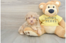 Adorable Mini Australian Shepherd X Poodle Mix Poodle Mix Puppy