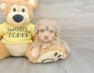 8 week old Mini Aussiedoodle Puppy For Sale - Premier Pups