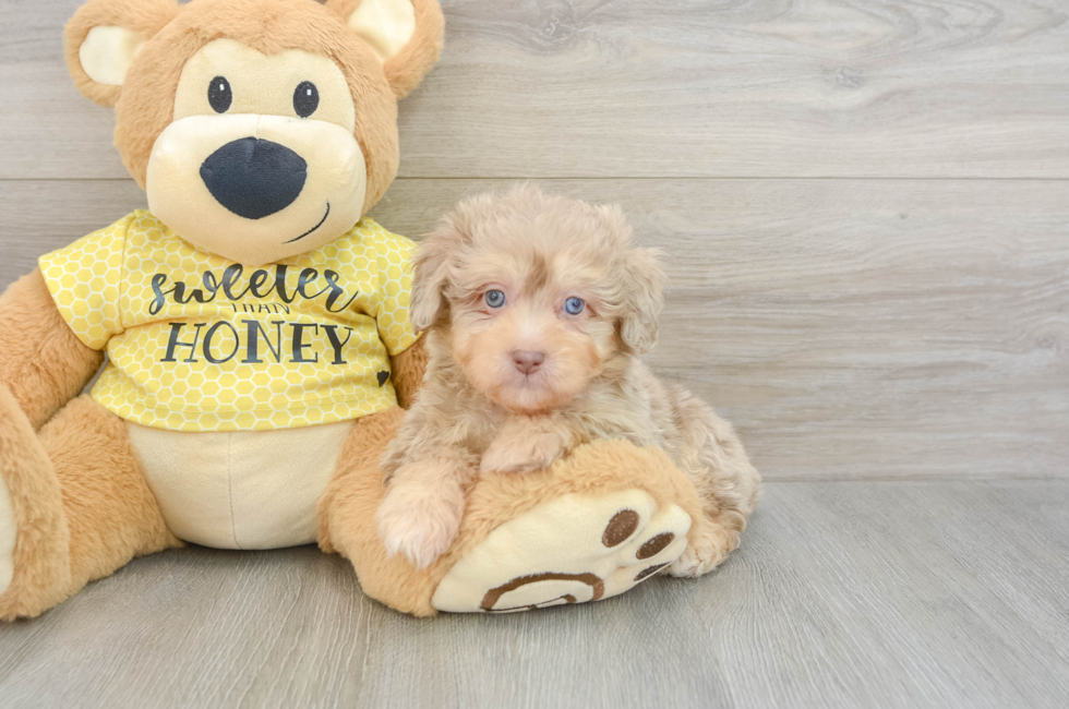 5 week old Mini Aussiedoodle Puppy For Sale - Premier Pups