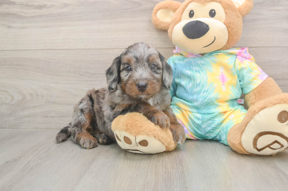 5 week old Mini Aussiedoodle Puppy For Sale - Premier Pups