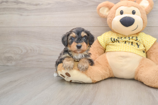 Adorable Mini Australian Shepherd X Poodle Mix Poodle Mix Puppy