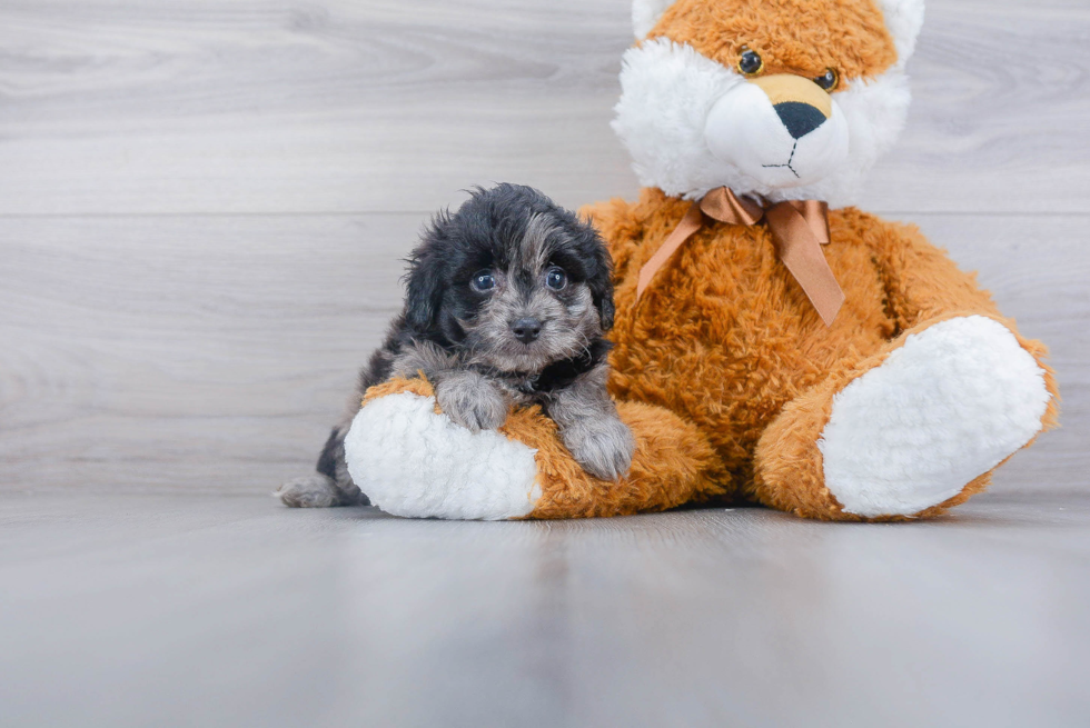 Smart Mini Aussiedoodle Poodle Mix Pup