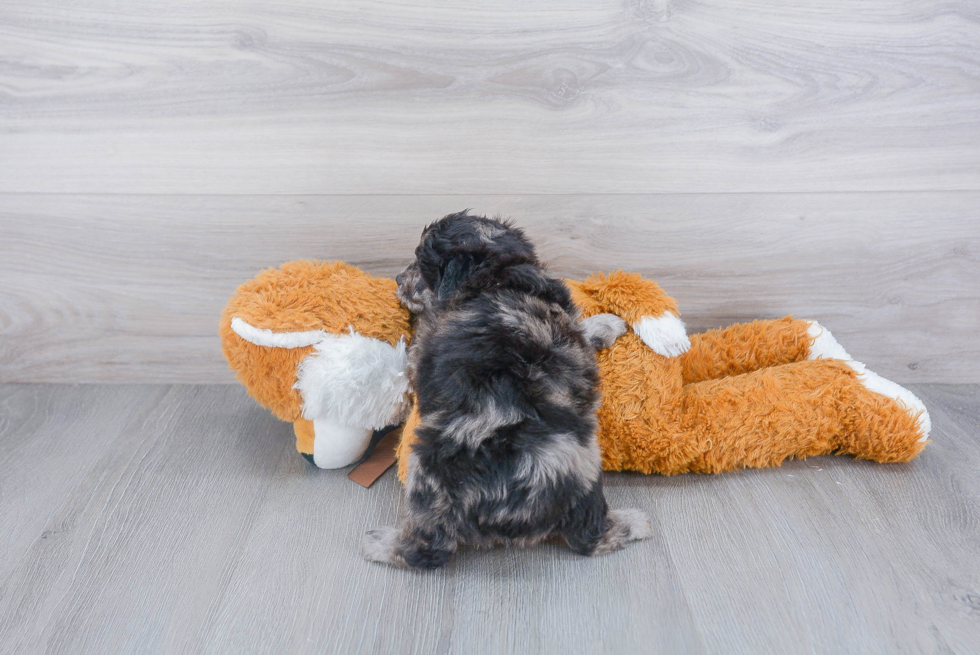 Cute Mini Aussiedoodle Baby