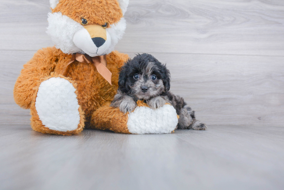 Sweet Mini Aussiedoodle Baby