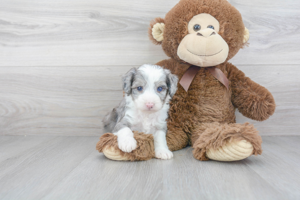 Mini Aussiedoodle Puppy for Adoption