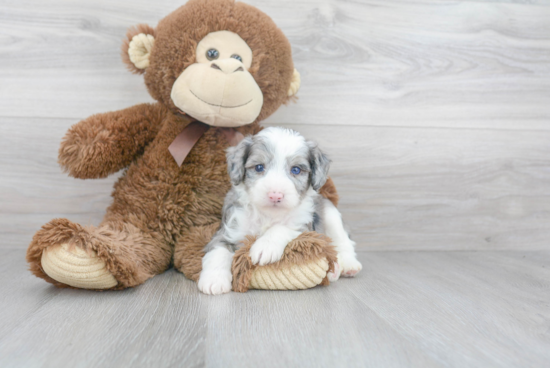 Mini Aussiedoodle Puppy for Adoption