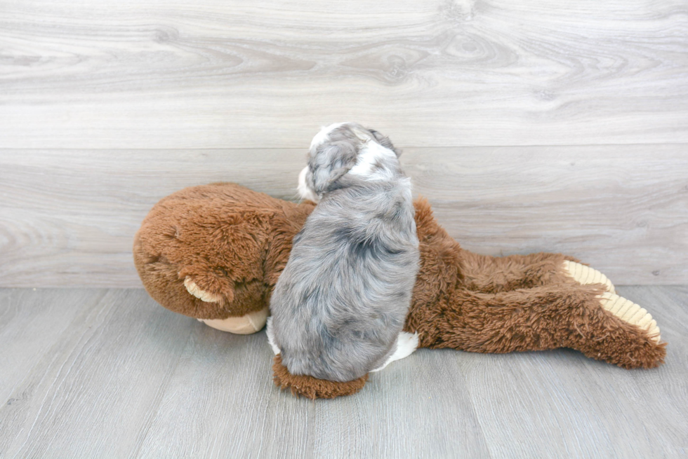 Petite Mini Aussiedoodle Poodle Mix Pup