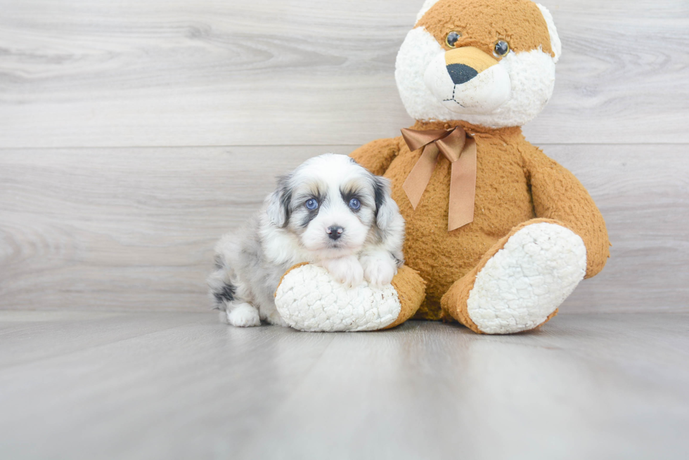 Mini Aussiedoodle Pup Being Cute