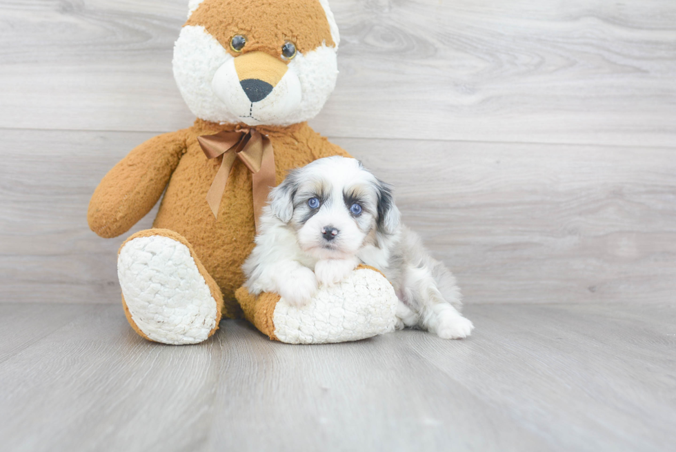 Best Mini Aussiedoodle Baby