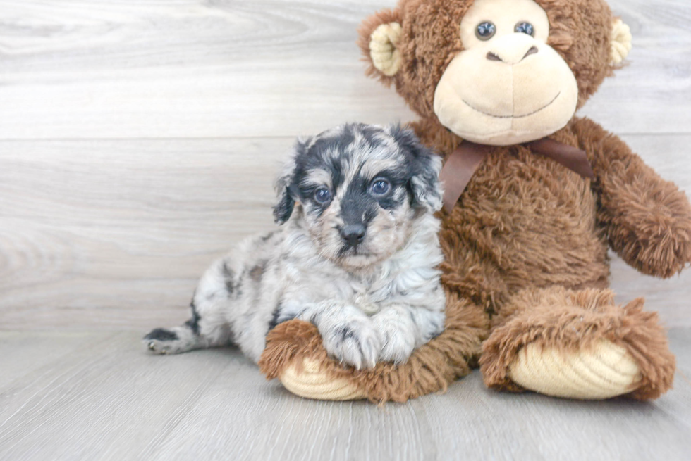 Petite Mini Aussiedoodle Poodle Mix Pup