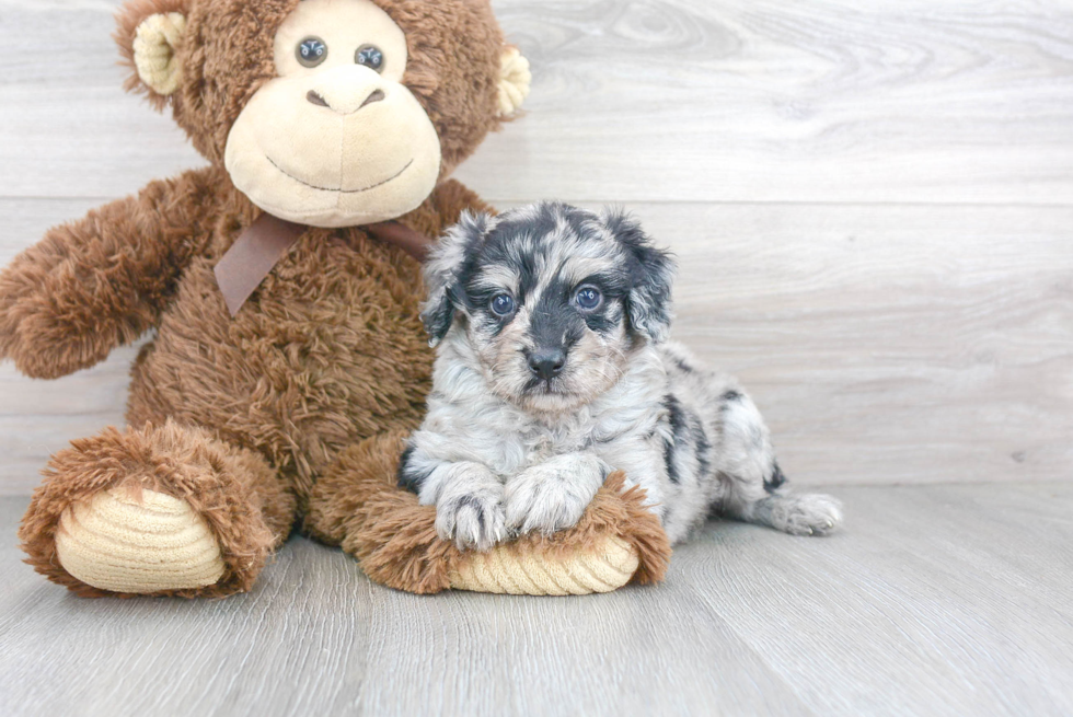 Popular Mini Aussiedoodle Poodle Mix Pup