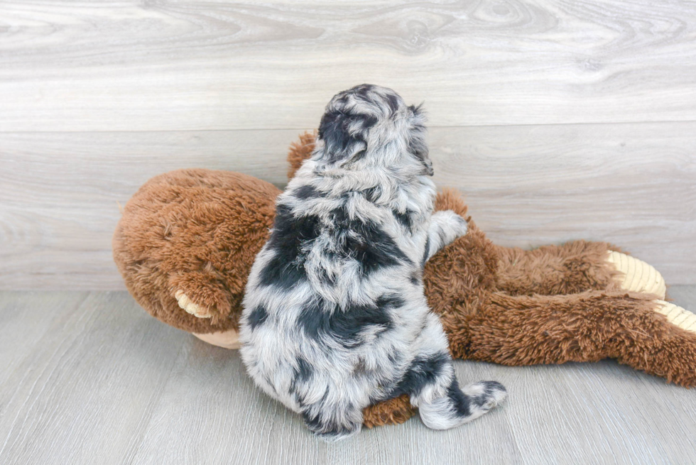 Best Mini Aussiedoodle Baby