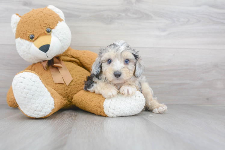 Mini Aussiedoodle Puppy for Adoption