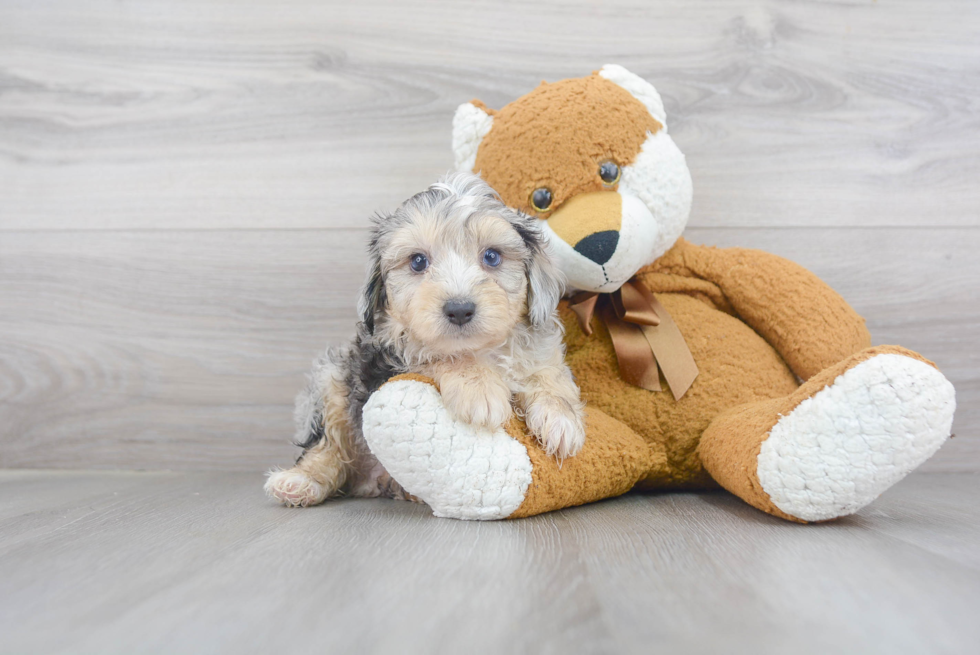 Energetic Aussiepoo Poodle Mix Puppy