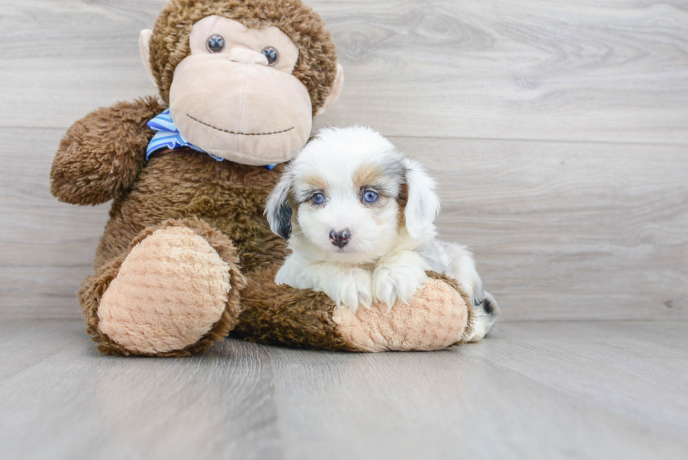 Best Mini Aussiedoodle Baby