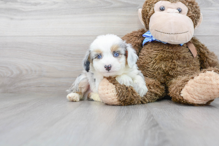 Small Mini Aussiedoodle Baby