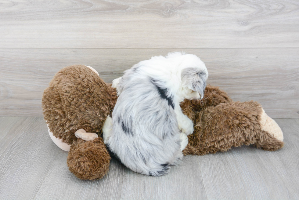 Mini Aussiedoodle Pup Being Cute