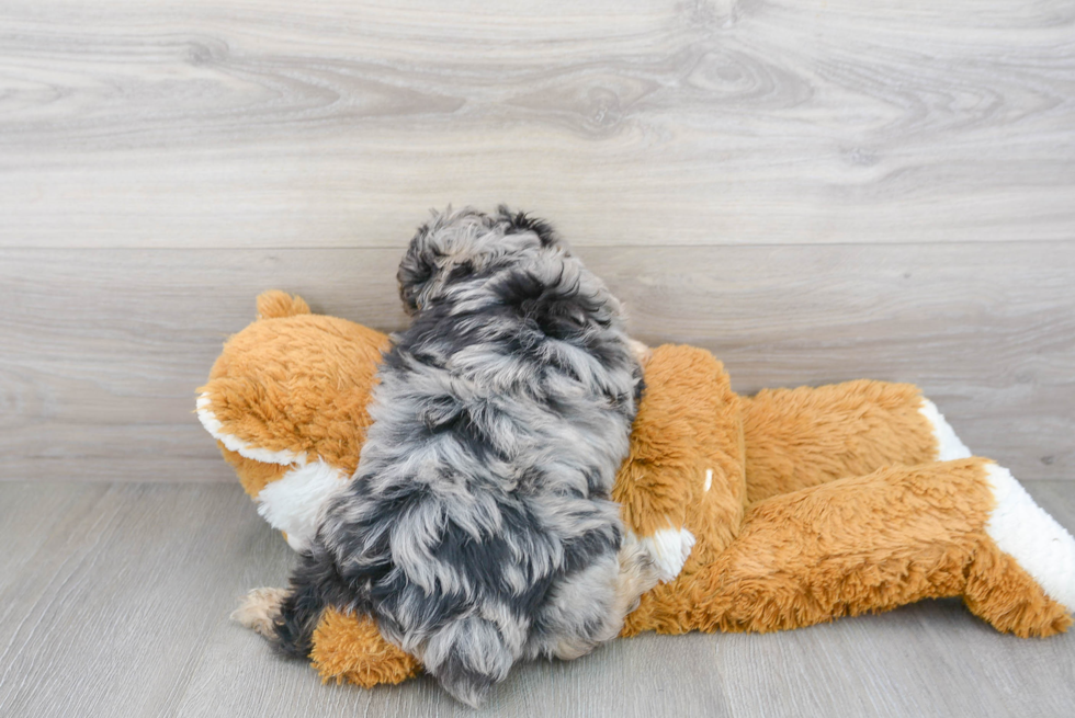 Happy Mini Aussiedoodle Baby