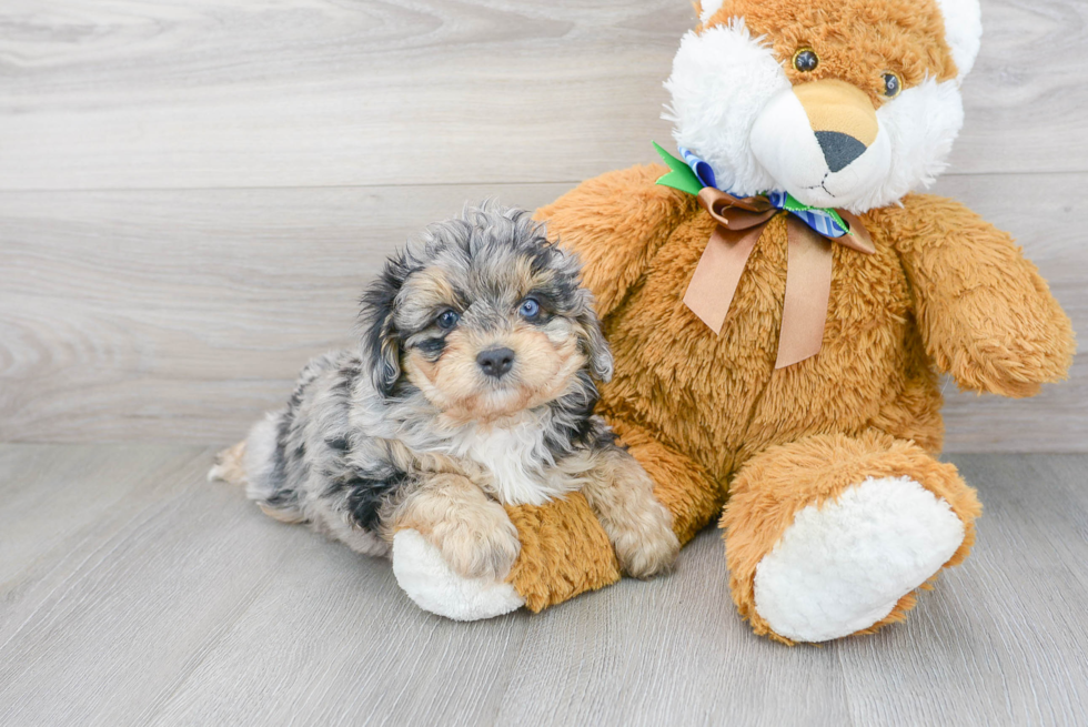 Petite Mini Aussiedoodle Poodle Mix Pup