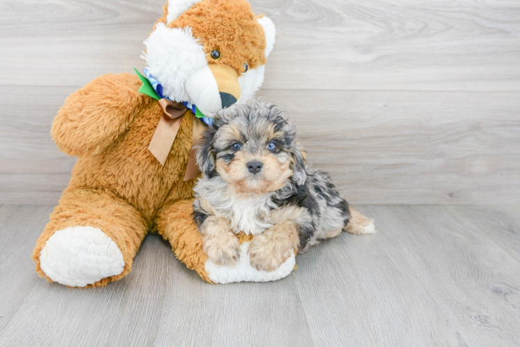 Mini Aussiedoodle Pup Being Cute