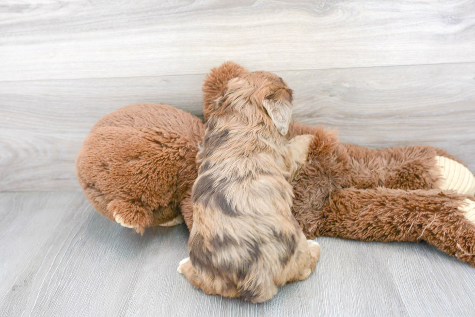 Little Aussiepoo Poodle Mix Puppy