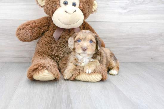 Friendly Mini Aussiedoodle Baby