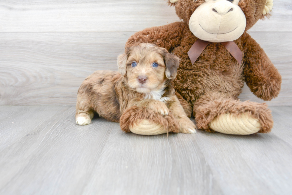 Little Aussiepoo Poodle Mix Puppy