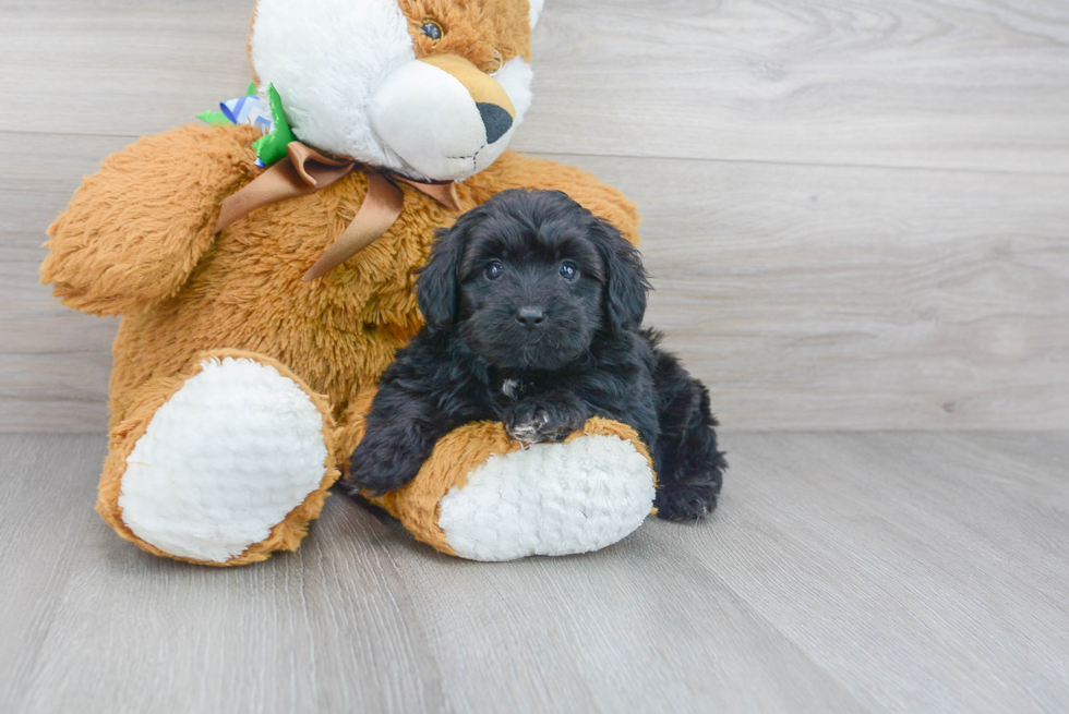 Best Mini Aussiedoodle Baby