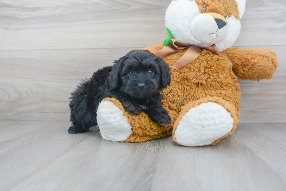 Little Aussiepoo Poodle Mix Puppy