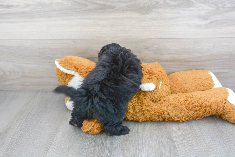 Friendly Mini Aussiedoodle Baby