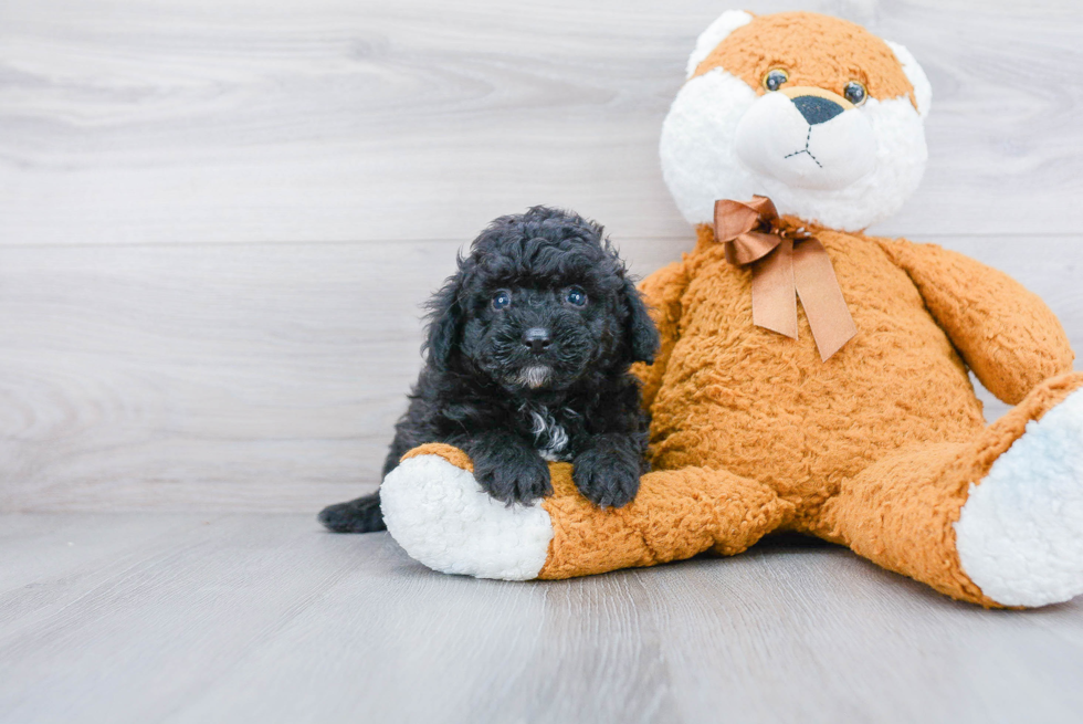 Best Mini Aussiedoodle Baby