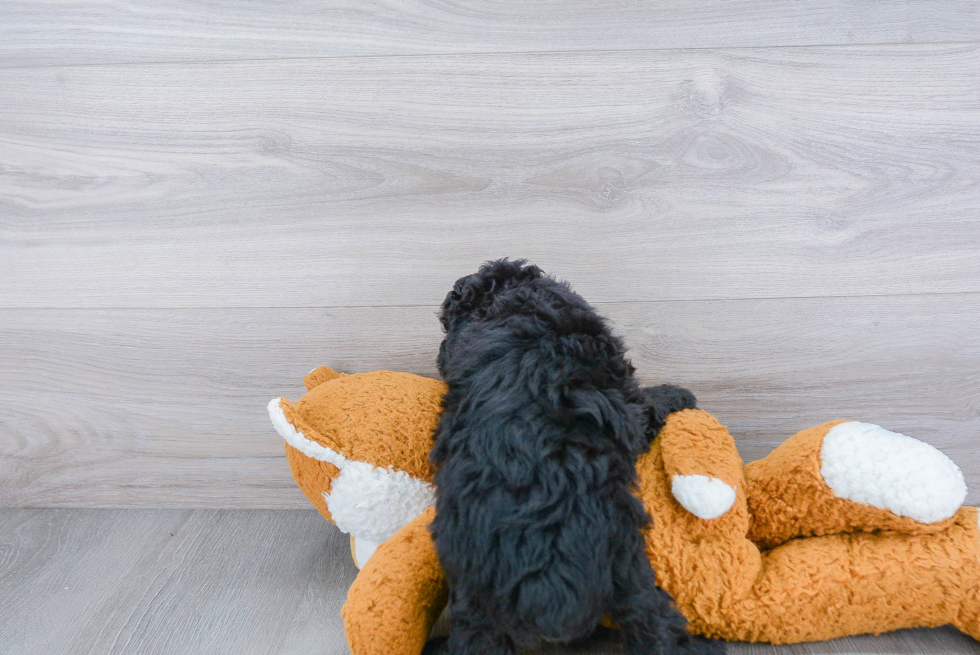 Mini Aussiedoodle Puppy for Adoption