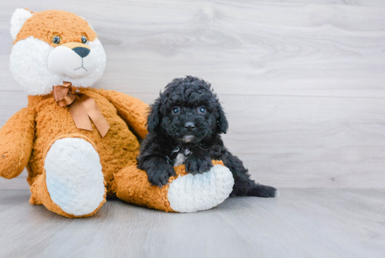 Popular Mini Aussiedoodle Poodle Mix Pup