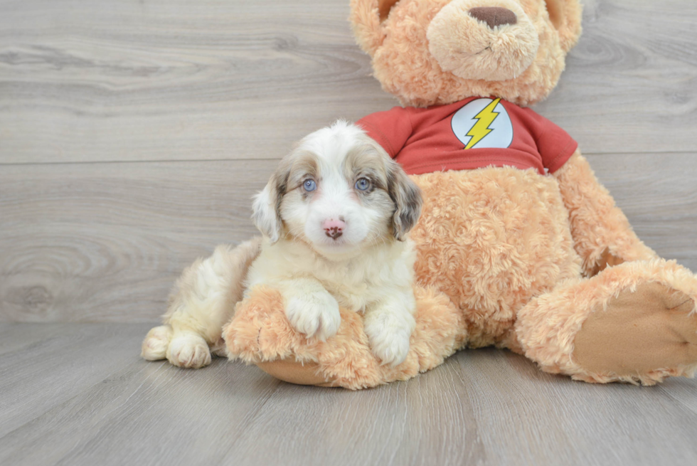 Mini Aussiedoodle Pup Being Cute