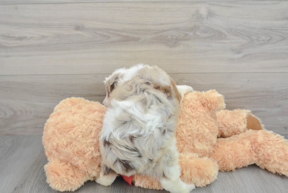 Small Mini Aussiedoodle Baby