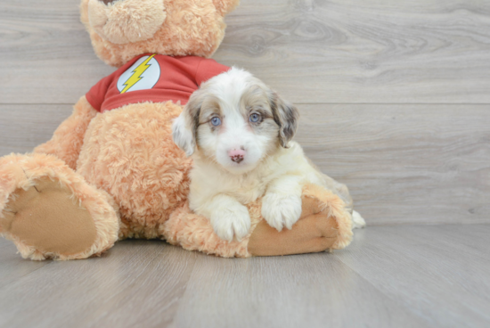 Smart Mini Aussiedoodle Poodle Mix Pup