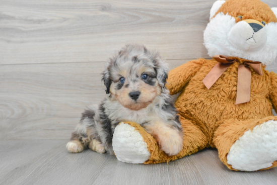 Cute Mini Aussiedoodle Baby