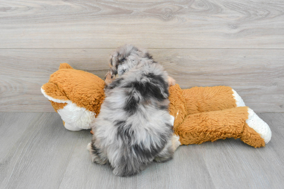 Playful Aussiepoo Poodle Mix Puppy