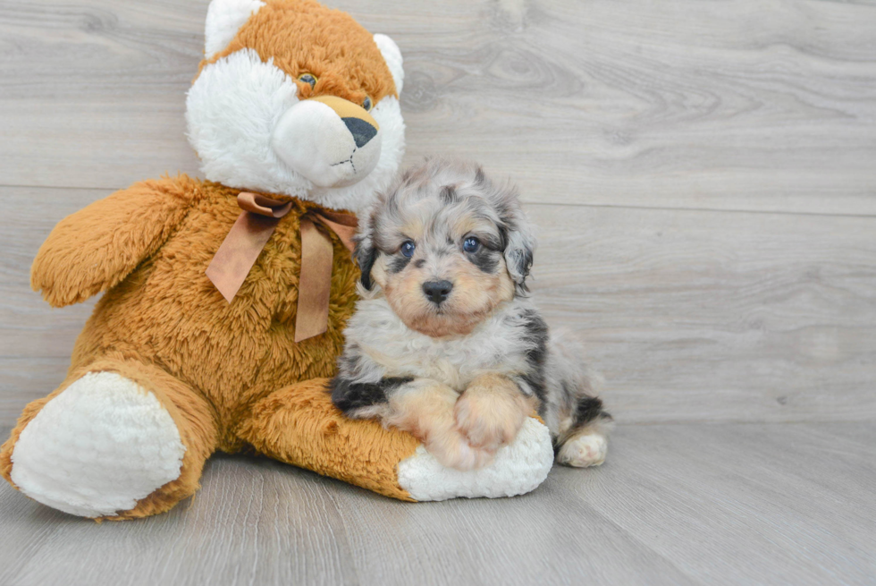 Mini Aussiedoodle Puppy for Adoption