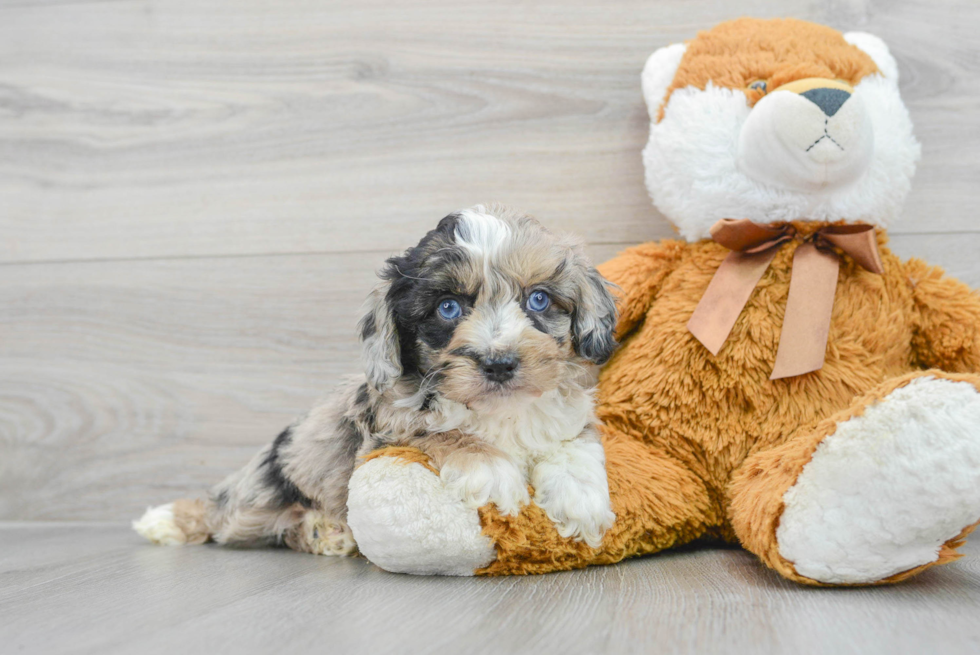 Funny Mini Aussiedoodle Poodle Mix Pup